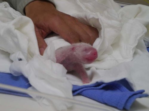 赠台大熊猫产下女宝宝 乳名肉圆(图)