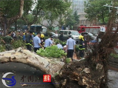 台风“海葵”袭击南 一梧桐树被刮倒砸死路