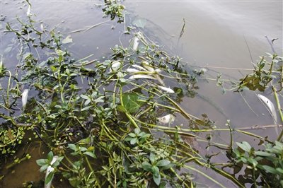 6月3日,颍上县沙颍河,漂在水面上的死鱼。
