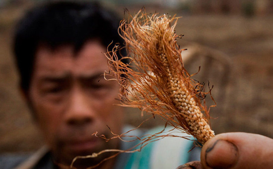 农村土壤污染危害大 修复力度不如城市好