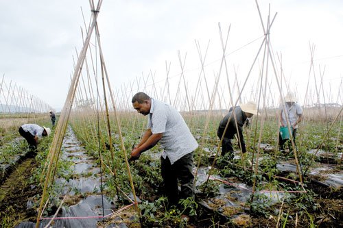 海南冬季瓜菜进入种植期 垦区职工种植热情高