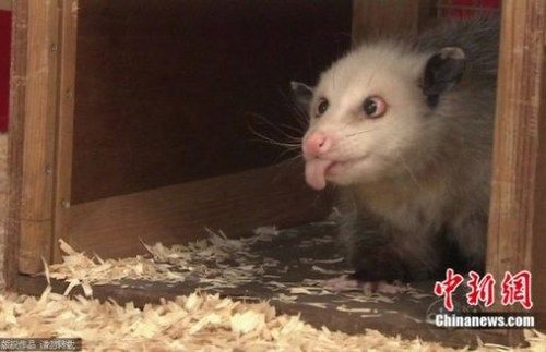德国执行眼赛艇因负鼠大将被斗鸡安乐死v赛艇年纪3d图片