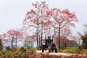 昌江:木棉花开迎春来 风景如画美不胜收