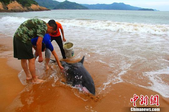 海豚两次搁浅沙滩 福建警民联合救助送回大海