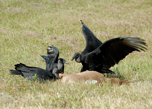 印度一社区欲大规模养殖秃鹫以恢复天葬传统