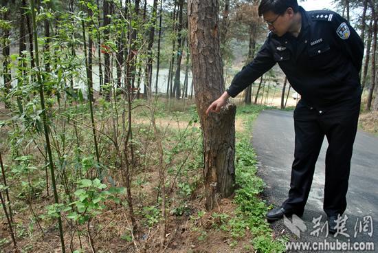 女大學生景區騎車不慎撞樹 翻下山坡摔傷身亡(圖)