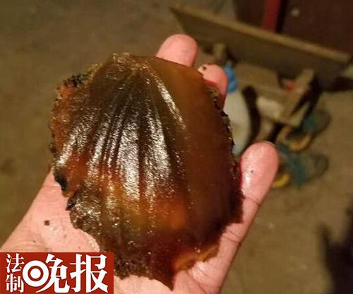 河北村民 发现80公斤太岁  想换钱讨媳妇儿_新闻