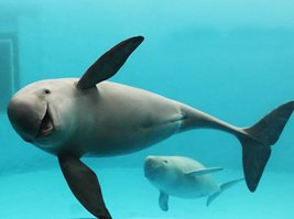 Story Picture: Rrëfimet e një delfin finless