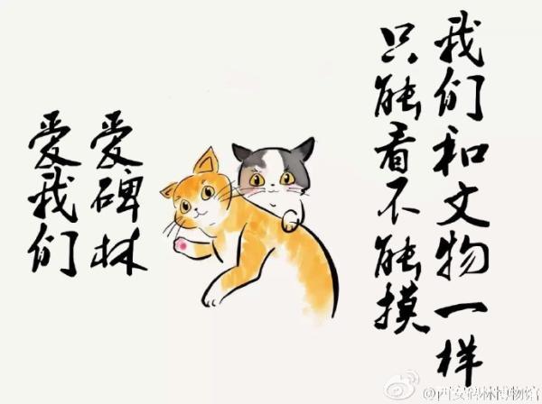 孩子逗猫时被抓伤 西安碑林博物馆将驱逐网红猫