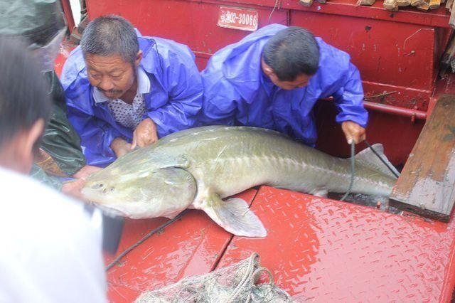 渔民在长江发现凶猛食肉鱼 体长2米重达200斤(图)