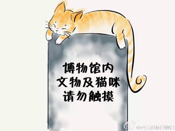 孩子逗猫时被抓伤 西安碑林博物馆将驱逐网红猫