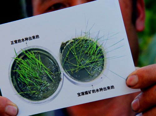 湖南临武煤矿污染致村民水稻绝收(图)