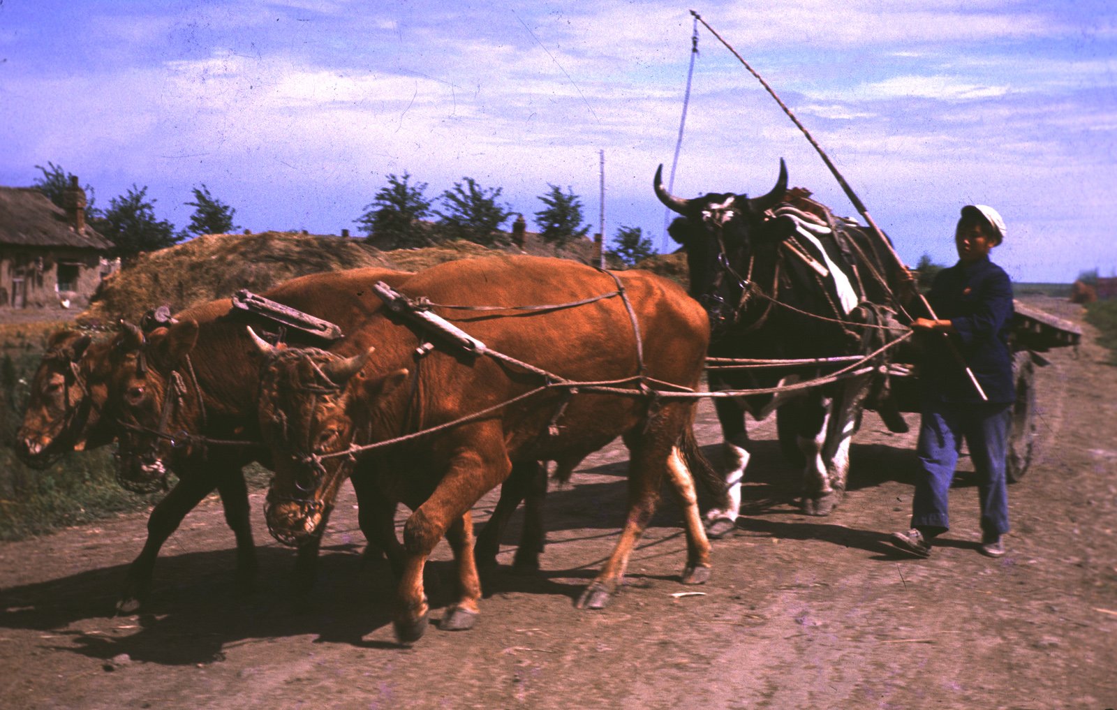 1968年,北大荒知青在赶牛车。 1968年,北大荒知青在赶牛车。