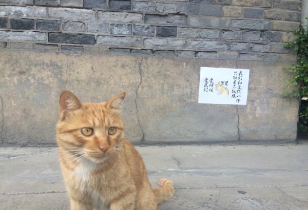 孩子逗猫时被抓伤 西安碑林博物馆将驱逐网红猫