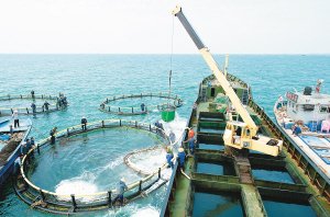 海南:深水网箱养殖 科技促效益更高风险更小