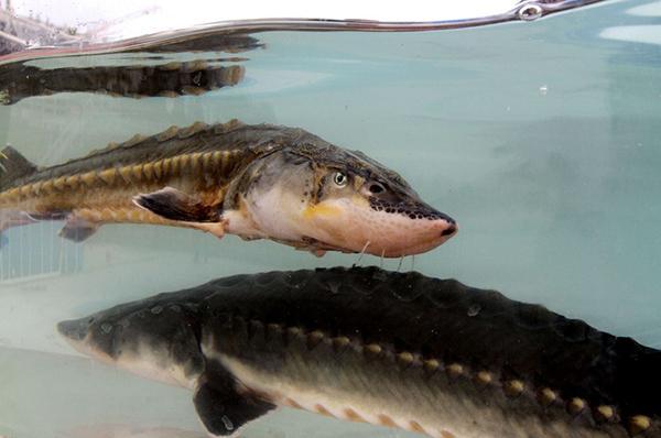 世界自然基金会关注鲟鱼逃逸：完善原种保护战略