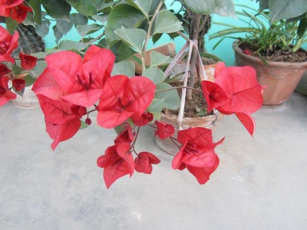 攻略|哪些植物适合阳台种植