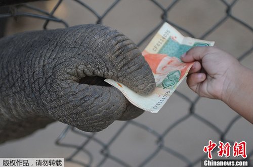 巴基斯坦大象鼻子卷走钱币毫不客气