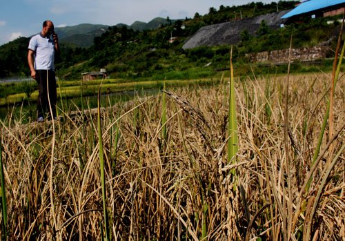 湖南临武煤矿污染致村民水稻绝收(图)