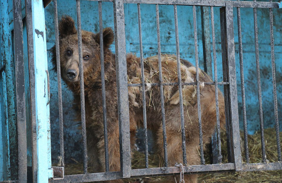 世界上最悲伤的动物园 被富豪遗弃