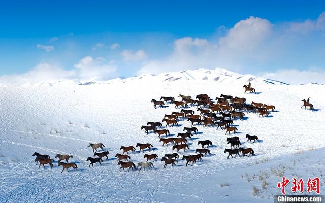 组图:新疆伊犁天山雪原现万马奔腾壮景