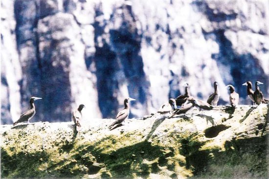 Japan is investigated to grab Diaoyu Island to get biology resource greatly (group plan)