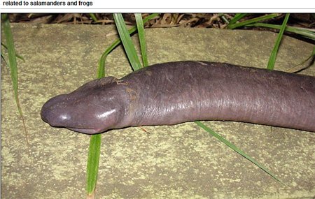 巴西一河流中發現新盲蛇品種 相貌奇醜令人作嘔