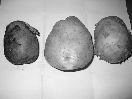 翻新土豆被曝用漂白剂水洗 专家称食用极易中毒