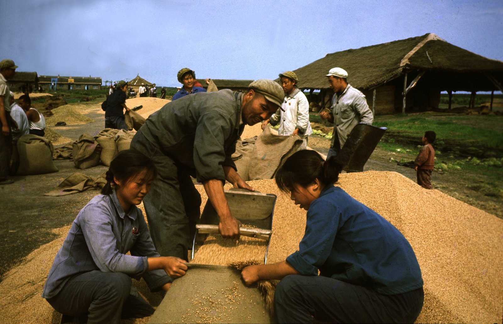 1968年,丰收的季节,北大荒知青正在收获粮食。 1968年,丰收的季节,北大荒知青正在收获粮食。