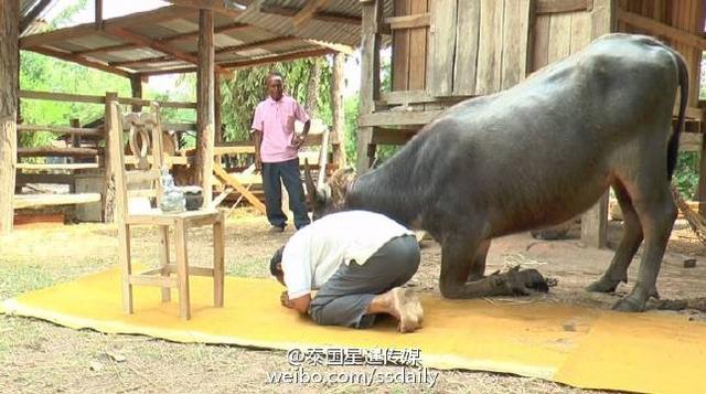 泰国男子训练水牛跪拜打坐 只为证明牛儿不笨