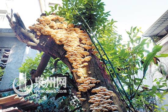 枯树长400多朵白蘑菇 另一半绿叶茂盛令人称奇