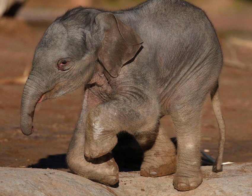 (网页截图)      英国切斯特动物园中一只刚刚出生3天的小象.