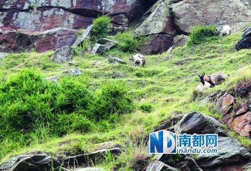 <p> 在李宗岑的打理下,南鹏岛从光秃秃的荒岛变成如今绿树覆盖的模样。岛上还放养了不少牛羊。</p>