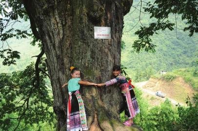2000岁酸枣树需六七人合抱 当地苗族尊为“树神”