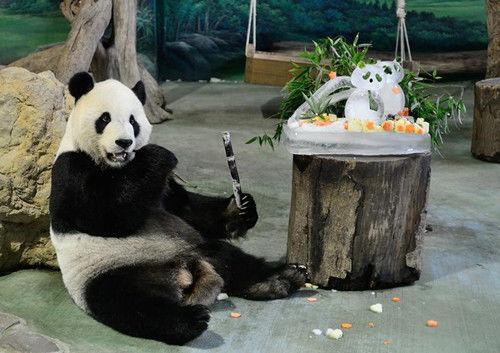台北动物园为大熊猫团团圆圆举办生日派对(图)