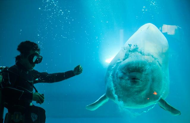 浪漫七夕 相约小梅沙海洋世界 只为遇见你_新闻_腾讯网