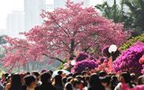 深圳“最美一棵树”遭疯狂围观