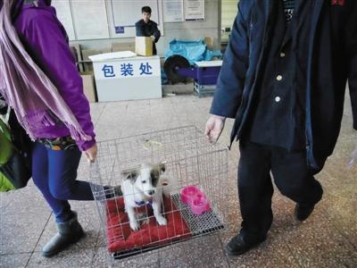春运期间北京站每天托运十几只动物