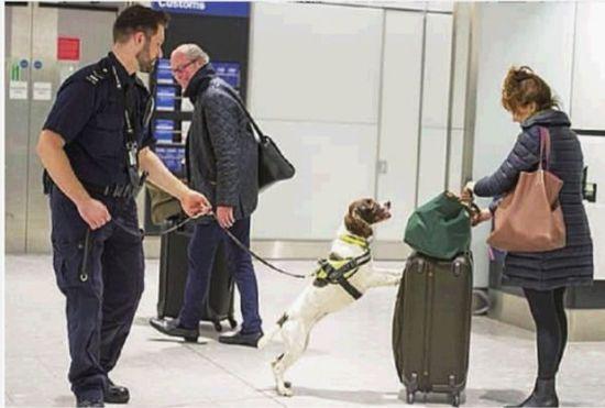 英国嗅钱犬“鲁比”能够敏锐闻出钞票的味道，多年来在机场帮助截获逾千万英镑，有效打击了犯罪集团以及极端组织私带大量现金出入境的活动。按照英国《每日邮报》的说法，“鲁比”是英国最成功的嗅钱犬，没有之一。5年来，“鲁比”嗅探截获了1050万英镑（约合1549万美元）现金，其中单次截获的最大一笔是一名赴泰国游客手提行李中的20万英镑（29.5万美元）。