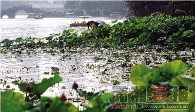 烈士公園荷花遭遊客肆意采摘 1天損失近5畝