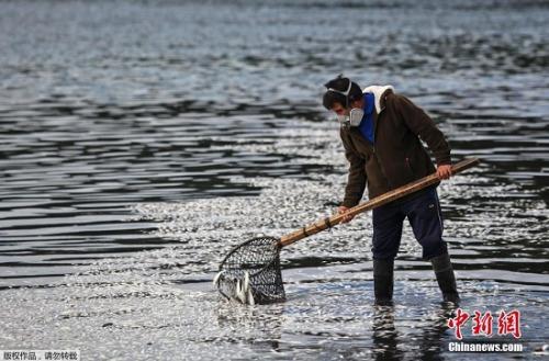 智利赤潮爆发致大量海洋生物死亡 死鱼遍布海滩