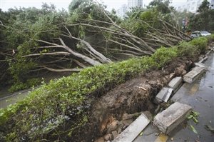 深圳城管局回应台风致树受损 称与香港无可比性