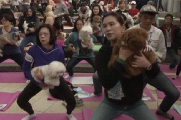 香港数百居民带LD乐动体育网址狗练瑜伽增进感情(图)