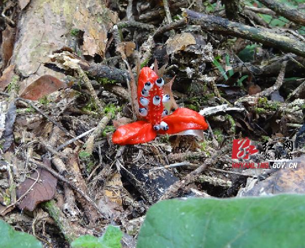 罕见奇“花”现炎陵神农谷 果实似鱼的眼珠