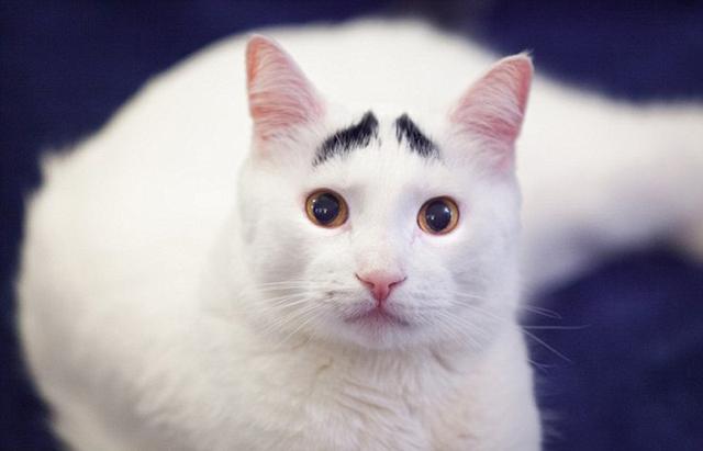 成语玩命猜猫画成虎_成语玩命猜900图解(2)