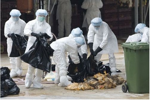 全国已确诊43例人感染h7n9禽流感病例 11人死亡
