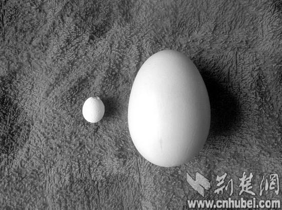 母鸡产下袖珍鸡蛋 直径2.1厘米仅豌豆大小(图)