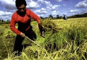 “高利贷”种地现象调查：资金短缺成“紧箍咒