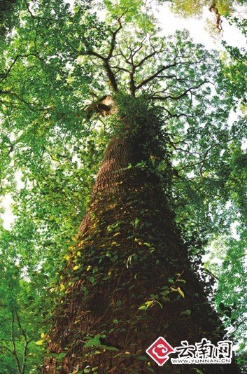华盖木成濒危物种 植物“大熊猫”有待保护