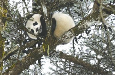 大熊猫有望脱离“濒危” 保护力度不会减小